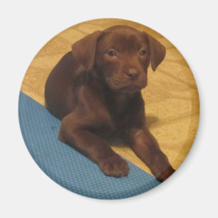 Schokoladen-Labrador-Welpen-Magnet Magnet