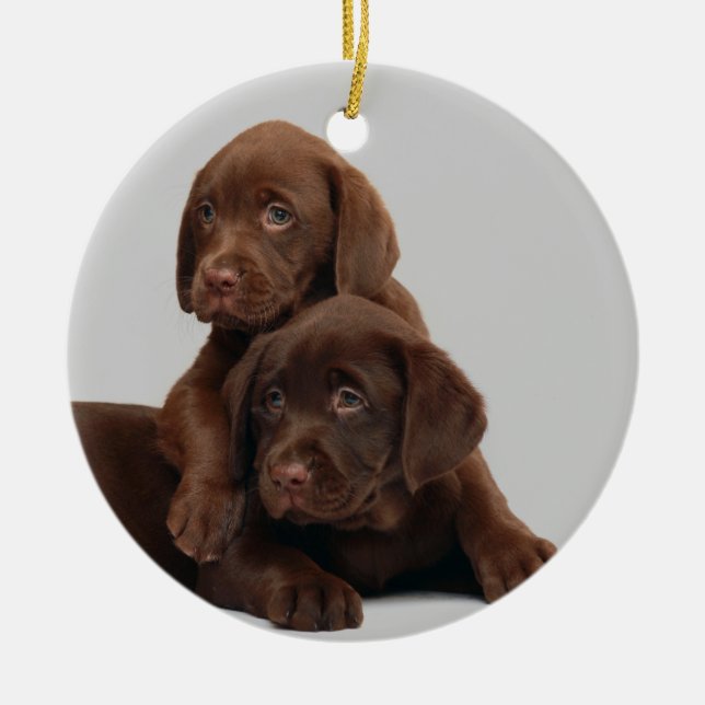 Schokoladen-Labrador-Welpen-Verzierung Keramikornament (Vorne)