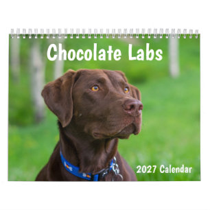 Schokoladen-Labradors 2027 Wandkalender