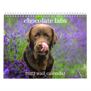 Schokoladen-Labradors 2027 Wandkalender