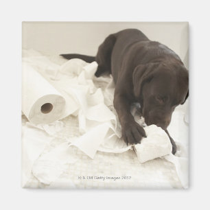 Schokoladenbraunes Labrador Magnet