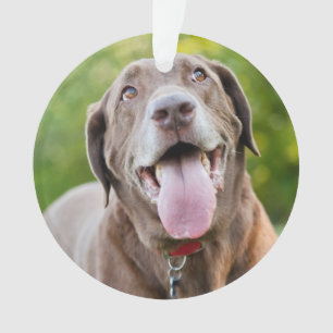 Schokoladenhund Ornament