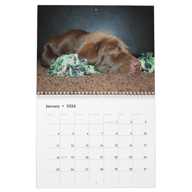 Schokoladenkalender Labrador Kalender (Jan 2026)