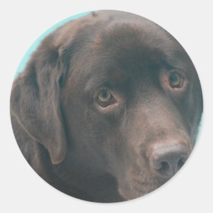 Schokoladenkleber für Labrador Runder Aufkleber