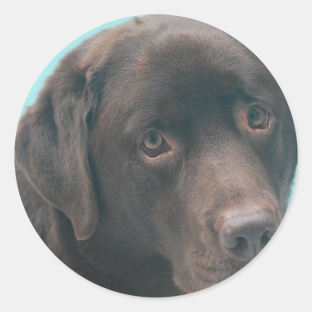 Schokoladenkleber für Labrador Runder Aufkleber (Vorderseite)