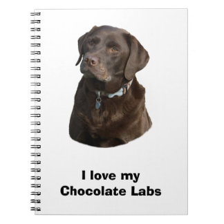 Schokoladenportrait Labrador Foto Notizblock