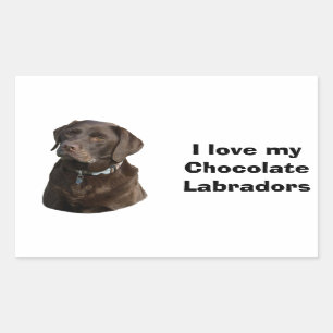 Schokoladenportrait Labrador Foto Rechteckiger Aufkleber