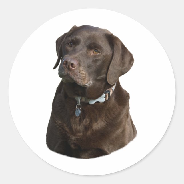 Schokoladenportrait Labrador Foto Runder Aufkleber (Vorderseite)