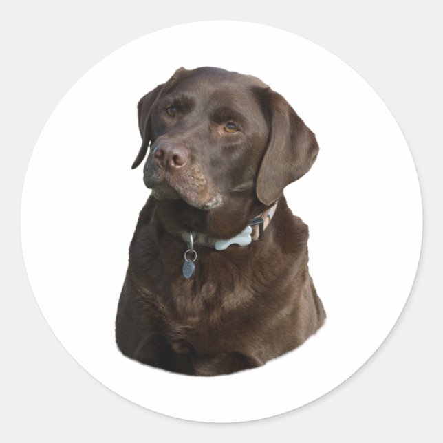 Schokoladenportrait Labrador Foto Runder Aufkleber (Vorderseite)
