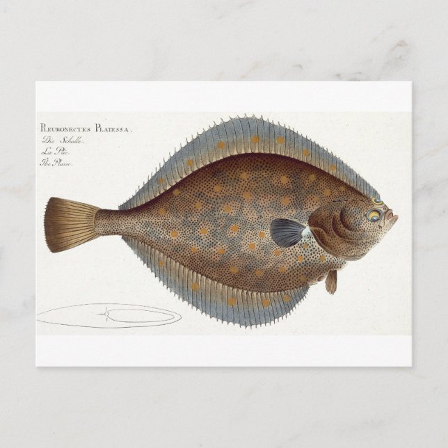 Scholle (Pleuronectes Platessa), Platte XLII aus " Postkarte (Vorderseite)