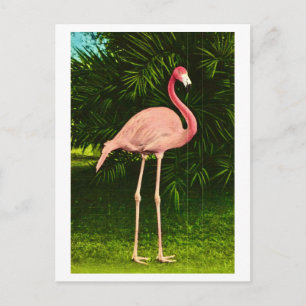 Schön rosa Flamingo Postkarte
