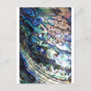 Schöne abalone Muschel Postkarte