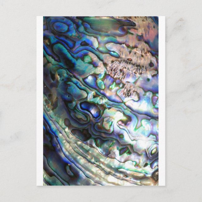 Schöne abalone Muschel Postkarte (Vorderseite)