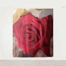 Schöne afrikanische Rote Rose