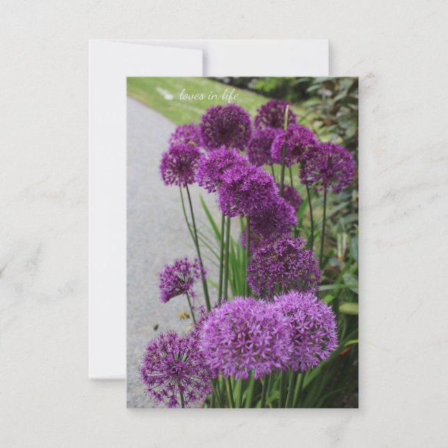 Schöne Alliums Mitteilungskarte (Vorderseite)