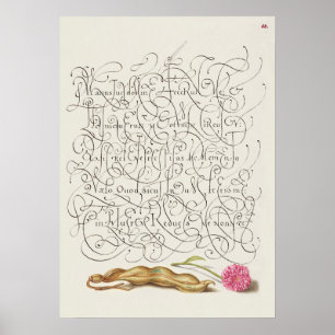 Schöne alte botanische Illustration Poster