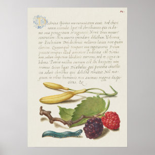 Schöne alte botanische Illustration Poster