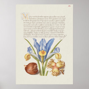 Schöne alte botanische Illustration Poster