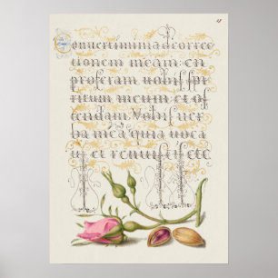 Schöne alte botanische Illustration Poster