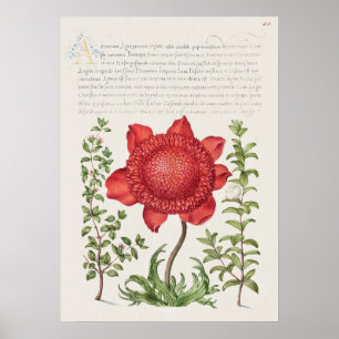Schöne alte botanische Illustration Poster