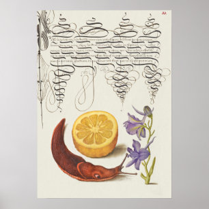 Schöne alte botanische Illustration Poster