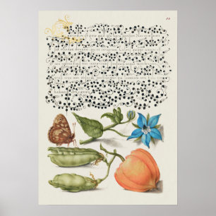 Schöne alte botanische Illustration Poster