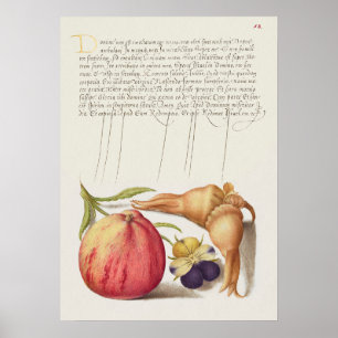 Schöne alte botanische Illustration Poster