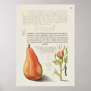 Schöne alte botanische Illustration Poster