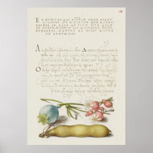 Schöne alte botanische Illustration Poster