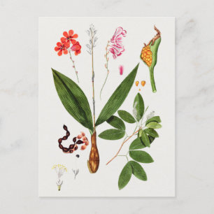 Schöne alte botanische Illustration Postkarte
