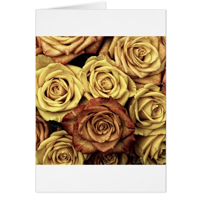 Schöne alte Rose (Vorne)