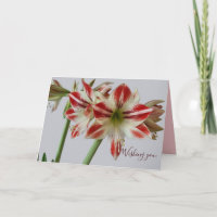 Schöne Amaryllis-Blume & benutzerdefinierter Text 