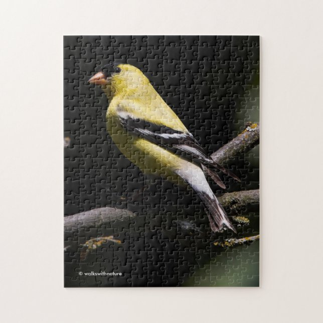 Schöne amerikanische Goldfinch (Vertikal)