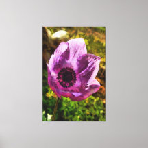Schöne Anemone Coronaria Wildblume Malerei