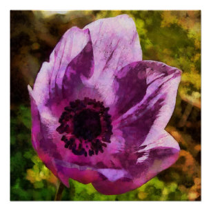 Schöne Anemone Coronaria Wildblume Malerei Poster