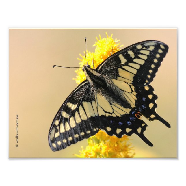 Schöne Anise Frack Butterfly in der Sonne Fotodruck (Vorne)