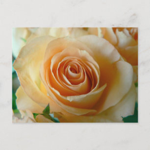 Schöne Apricot-Rose Postkarte