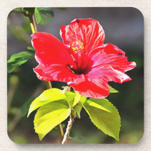 Schöne Artistic Red Tropical Hibiskus Blume Getränkeuntersetzer