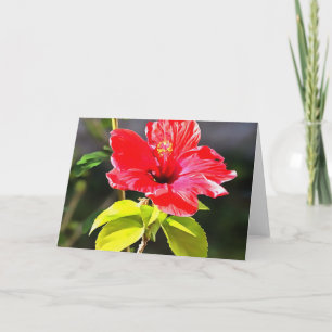 Schöne Artistic Red Tropical Hibiskus Blume Karte