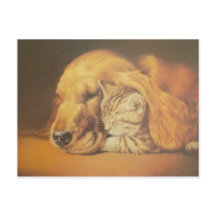 Schöne atemberaubende Katze und Hund kuschelnd Kun