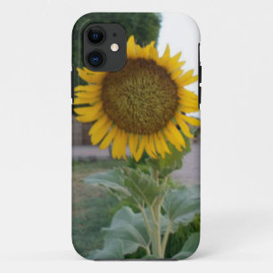 Schöne Atemberaubende Sonnenblume iPhone 11 Hülle