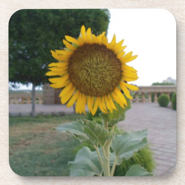 Schöne Atemberaubende Sonnenblume Untersetzer (Vorderseite)