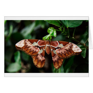 Schöne Atlas Moth