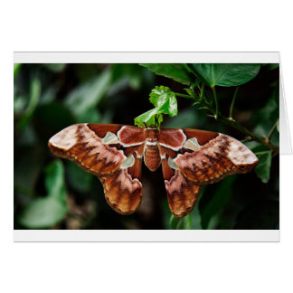 Schöne Atlas Moth