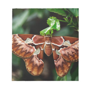 Schöne Atlas Moth Notizblock