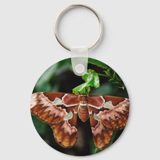 Schöne Atlas Moth Schlüsselanhänger