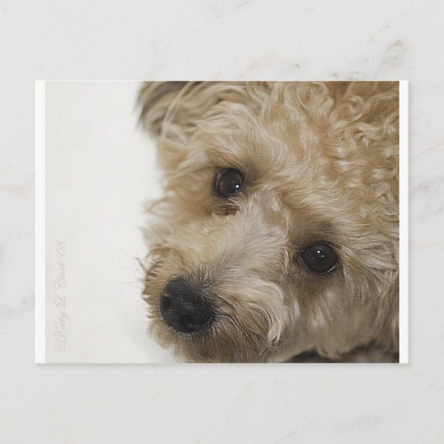 Schöne Augen eines Yorkie Poo Welpen Postkarte (Vorderseite)