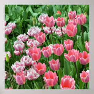 Schöne Aussicht auf ein Feld rosa Tulpen Poster