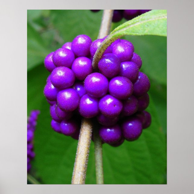 Schöne Beautyberry Print Poster (Vorne)