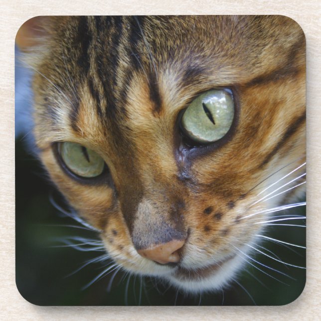 Schöne Bengalische Katze Getränkeuntersetzer (Vorderseite)